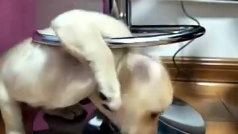 You will get STOMACH ACHE FROM LAUGHING SO HARD 🤣🐶Funny Dog Videos #Short​ 55