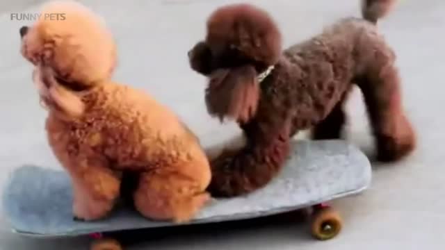 Funny series 07