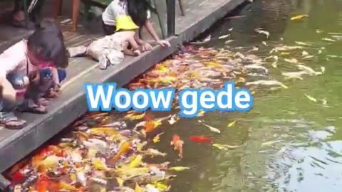 I love seeing lots of fish