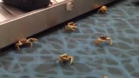 Crabs Take Over Airport