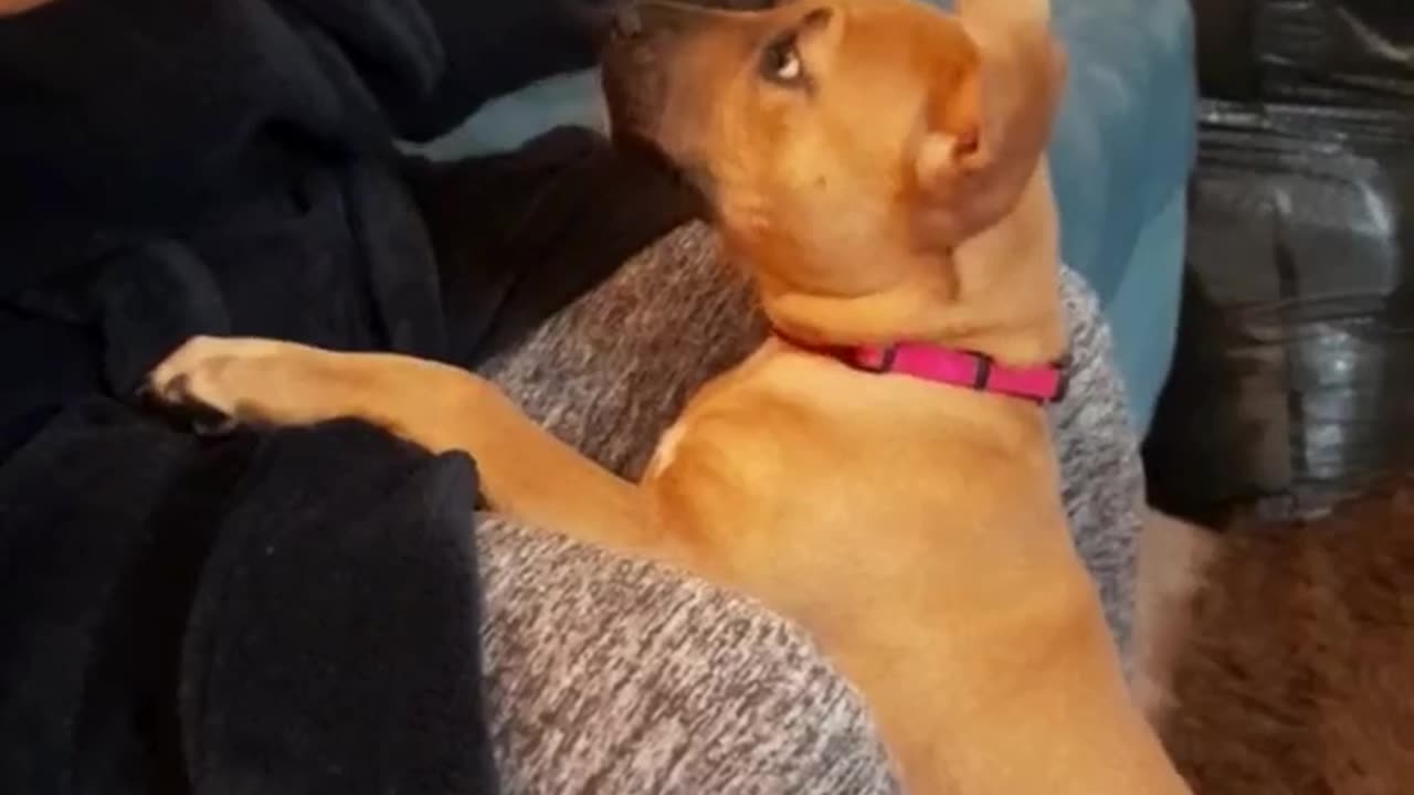 Hilarious Puppy Goes CRAZY from Side Boops!