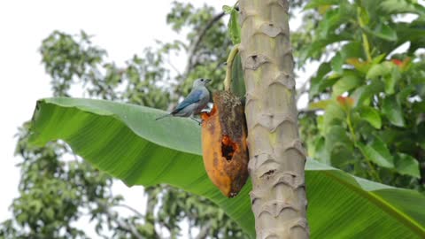 Birds Eating Papaya