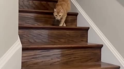 Cat language
