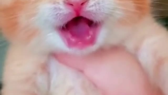 cat crying