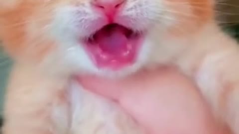 cat crying