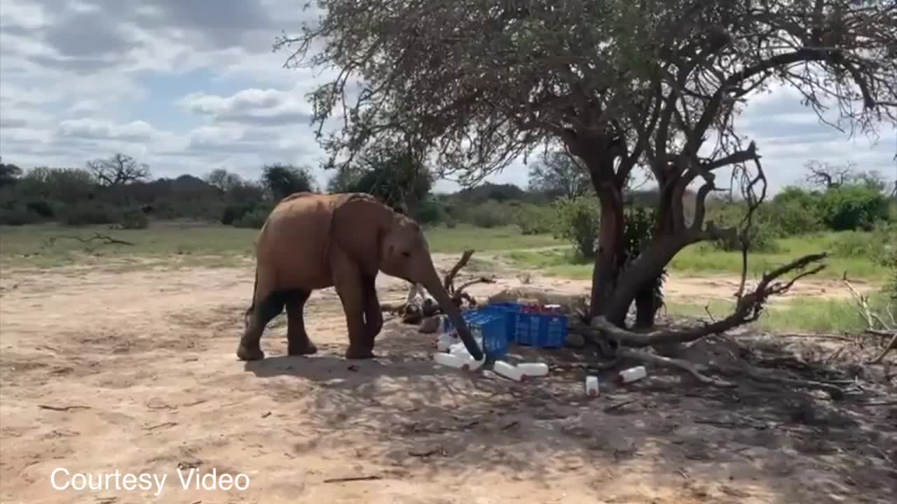 Naughty Elephant Stealing Milk (Twitter says "Adorable Mischief") Viral