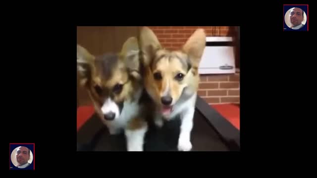 Cute Dogs