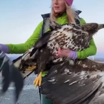 PRESIDENT DONALD TRUMP WAS RIGHT ABOUT WINDMILLS