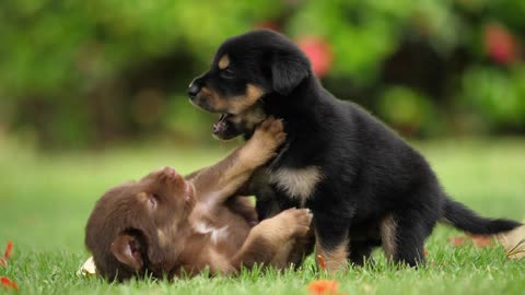 Cute Baby Puppy Playing In Green Park