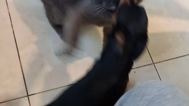 Thomas attacks Gray