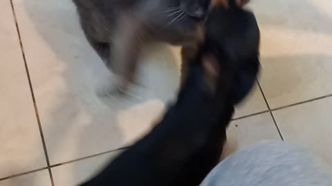 Thomas attacks Gray