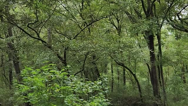 MOTHER NATURE