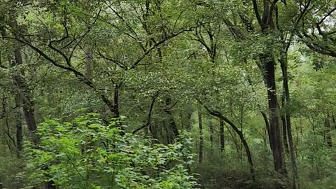 MOTHER NATURE