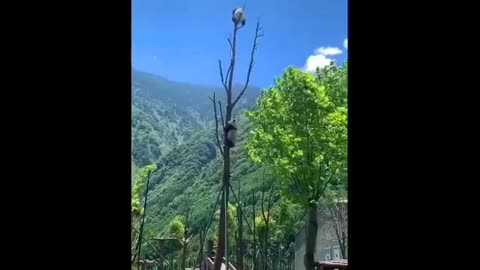 Compilation Of Cute And Funny Panda Videos 2021
