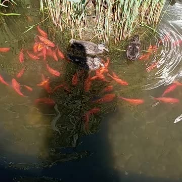 Goldfish and Ducks