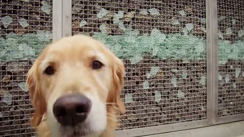 cost dogs
