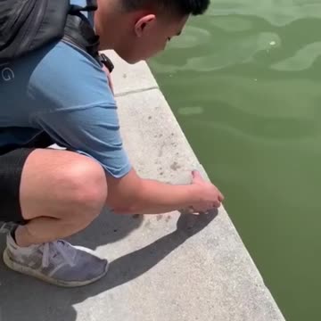 To set a turtle free