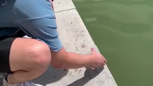 To set a turtle free