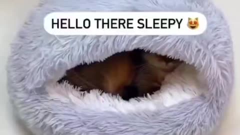 Funny cat vedio 🐈🐱😽🐾