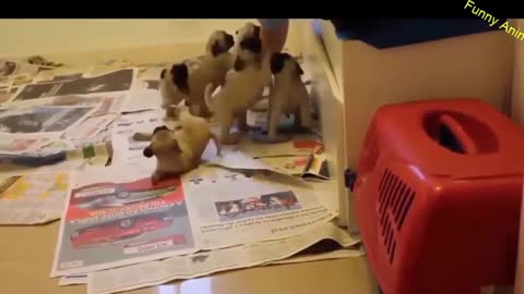 videos de gatos fantasticos y risas y mas