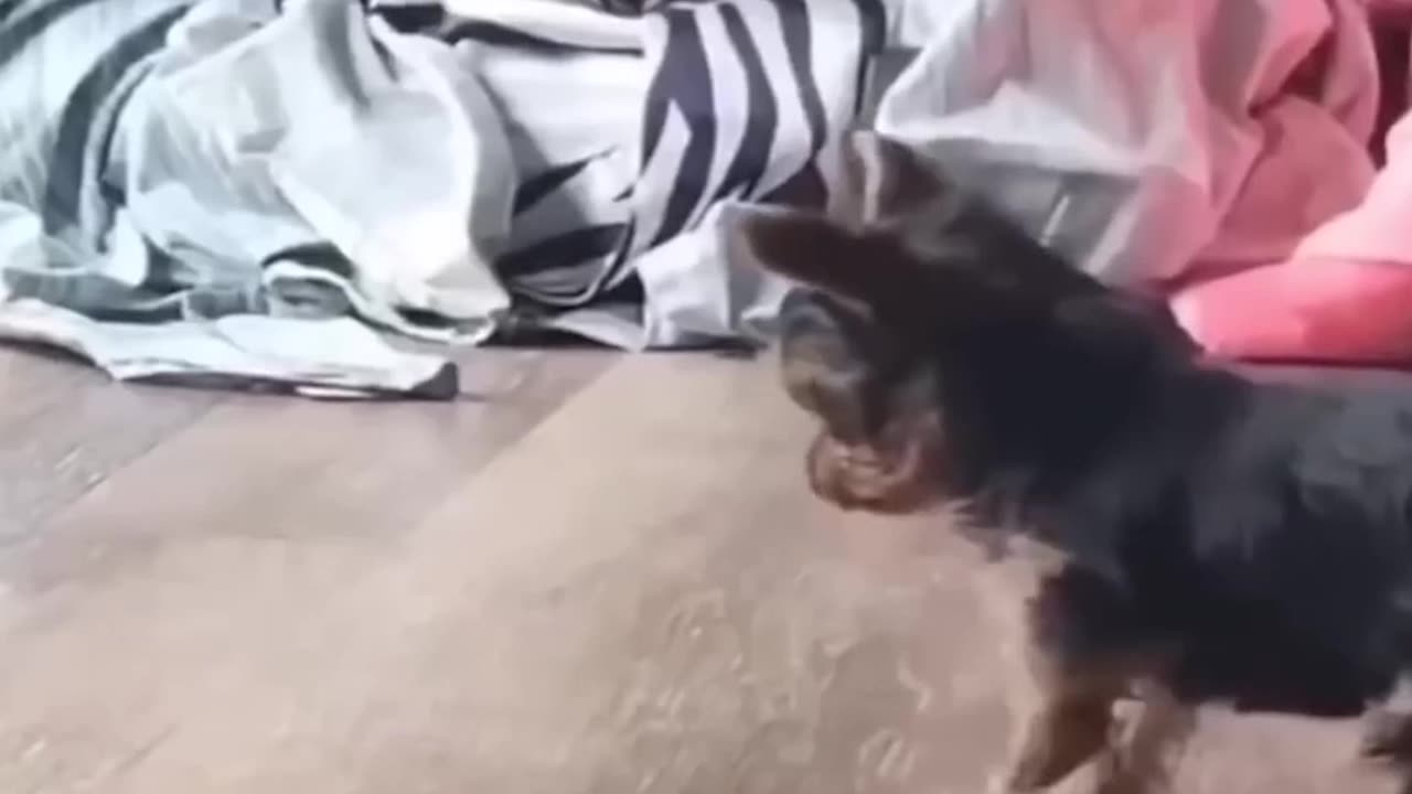 😍 The Cutest Pets: A Compilation You Need to See! Part3