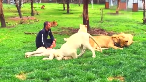 20 Hero Animals that save human lives