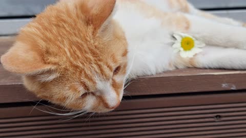 Purple flowers and a yellow cat.