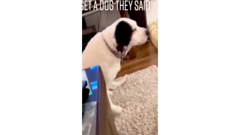 Dogs funny videos