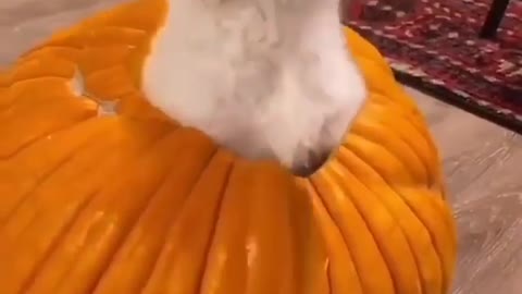 Funny dogs videos 2021