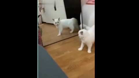 😱 OMG 🐈 cat reaction reflexes on the mirror