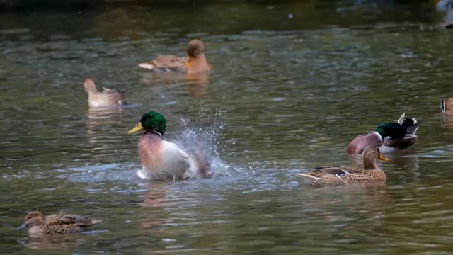 Little river ducks in a funny board