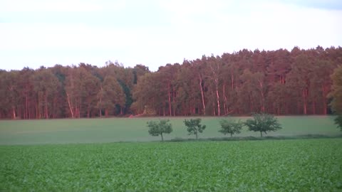 DerBaumschubser1 - Filmed Fields & Moon at the onset of dusk | Canon HG10 (2012)