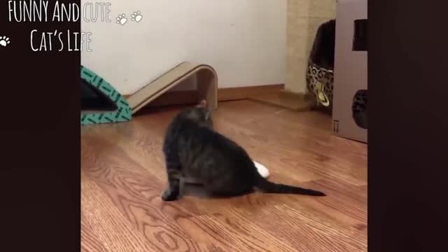 Funniest Cats 😹 Don't try to hold back Laughter. Funny and happy.