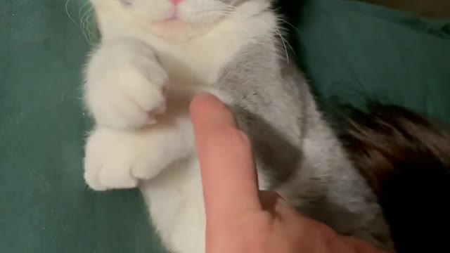 Your Lovely Cat 😻 Make you feel Happy