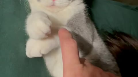 Your Lovely Cat 😻 Make you feel Happy