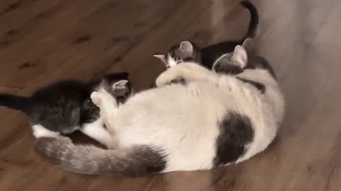 How can cat spend there time with kitten.