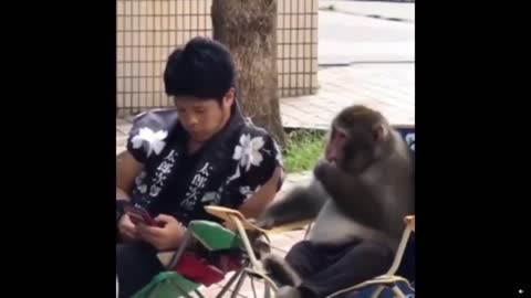 Funny Monkey Friend