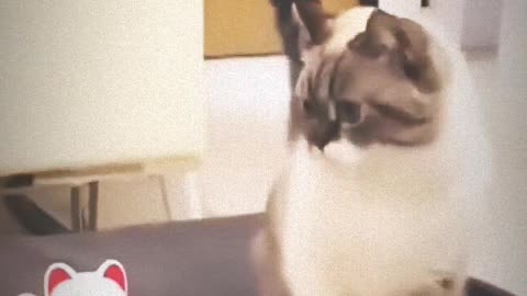 Funny pets kids video🐱