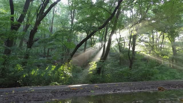 SUN RAYS PASSING THROUGH THE TREE AND IT IS FALLING ON THE SURFACE
