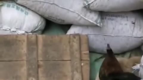 Chicken vs dog fight