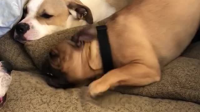 Goofy French Bulldog appears to be broken