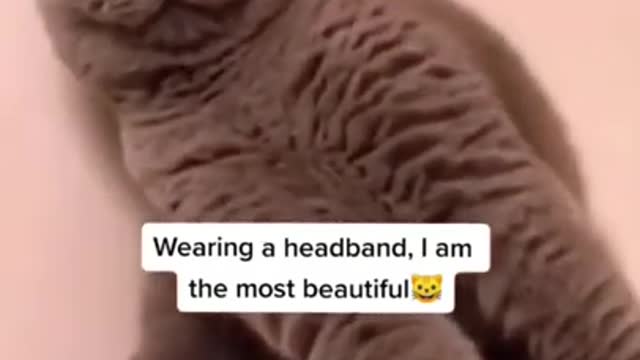 Cute 🐱 cat funny video