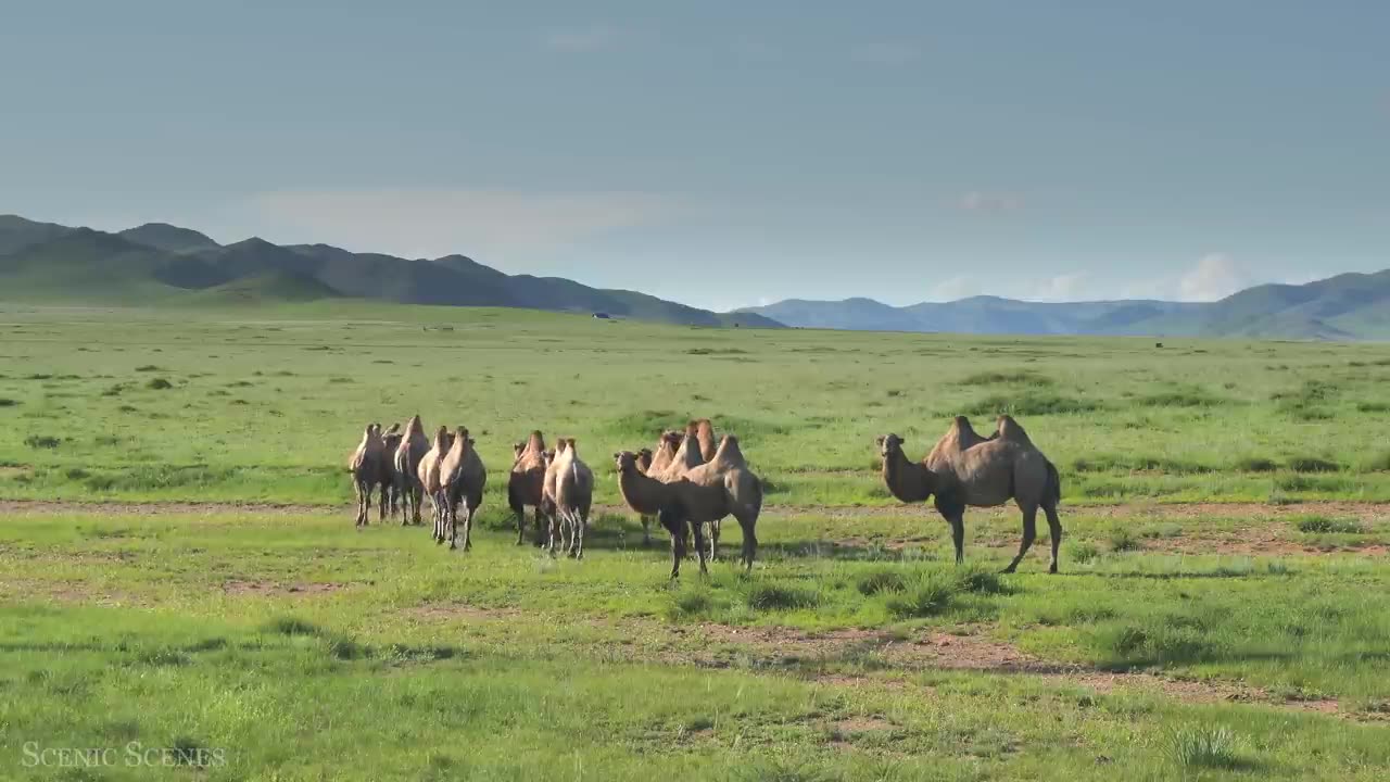 Amazing Scene of Wild Animals In 4K - Scenic Relaxation Film