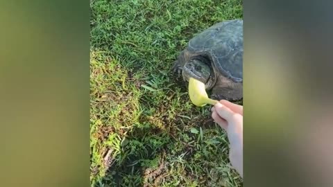Wild Title Angry Attack On Human