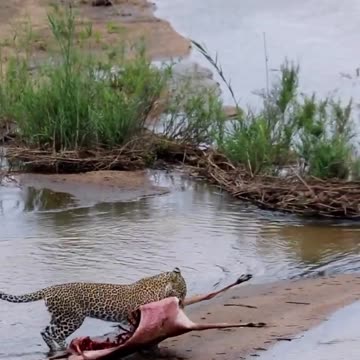 Leopard drags kill across the Sand River 🐆