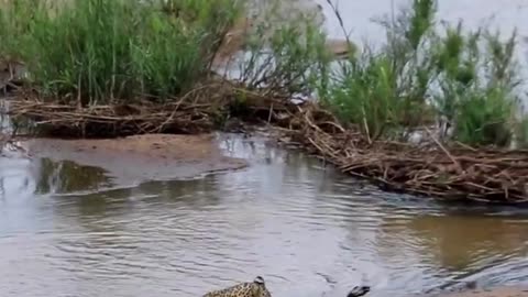 Leopard drags kill across the Sand River 🐆