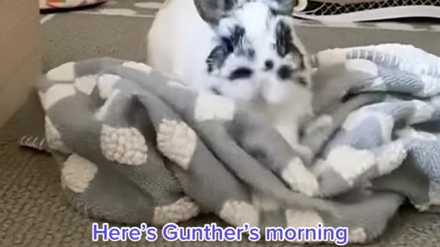 Come and have a look, this is a group of cute little animals