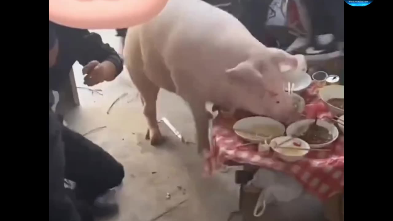The cat dropped all the food funny video full watch