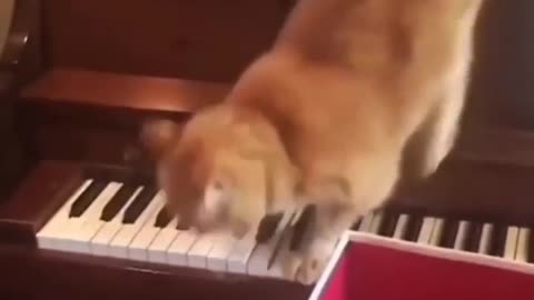 Cat Playing Piano!