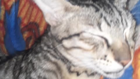 Cat for so cute
